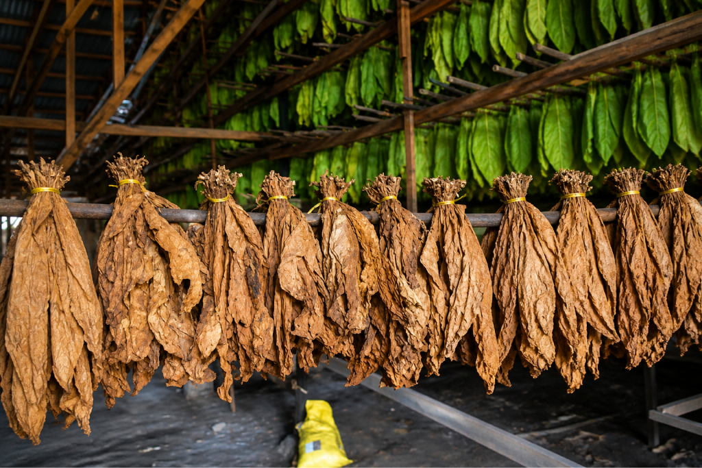 tabaco en rama